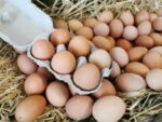 Daily Needs Desi Brown Eggs – Free Range